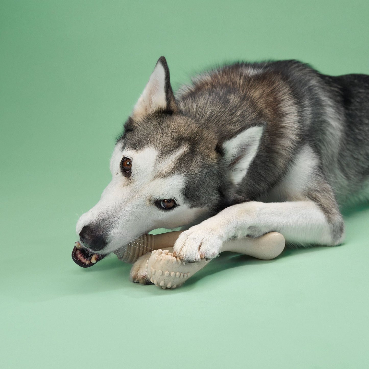 BetterBone MEDIUM Durability CHEW TOY: Perfect Chew for Everyday Chewers | Natural, Eco - Friendly, Non - Toxic - Johnbob's General Store