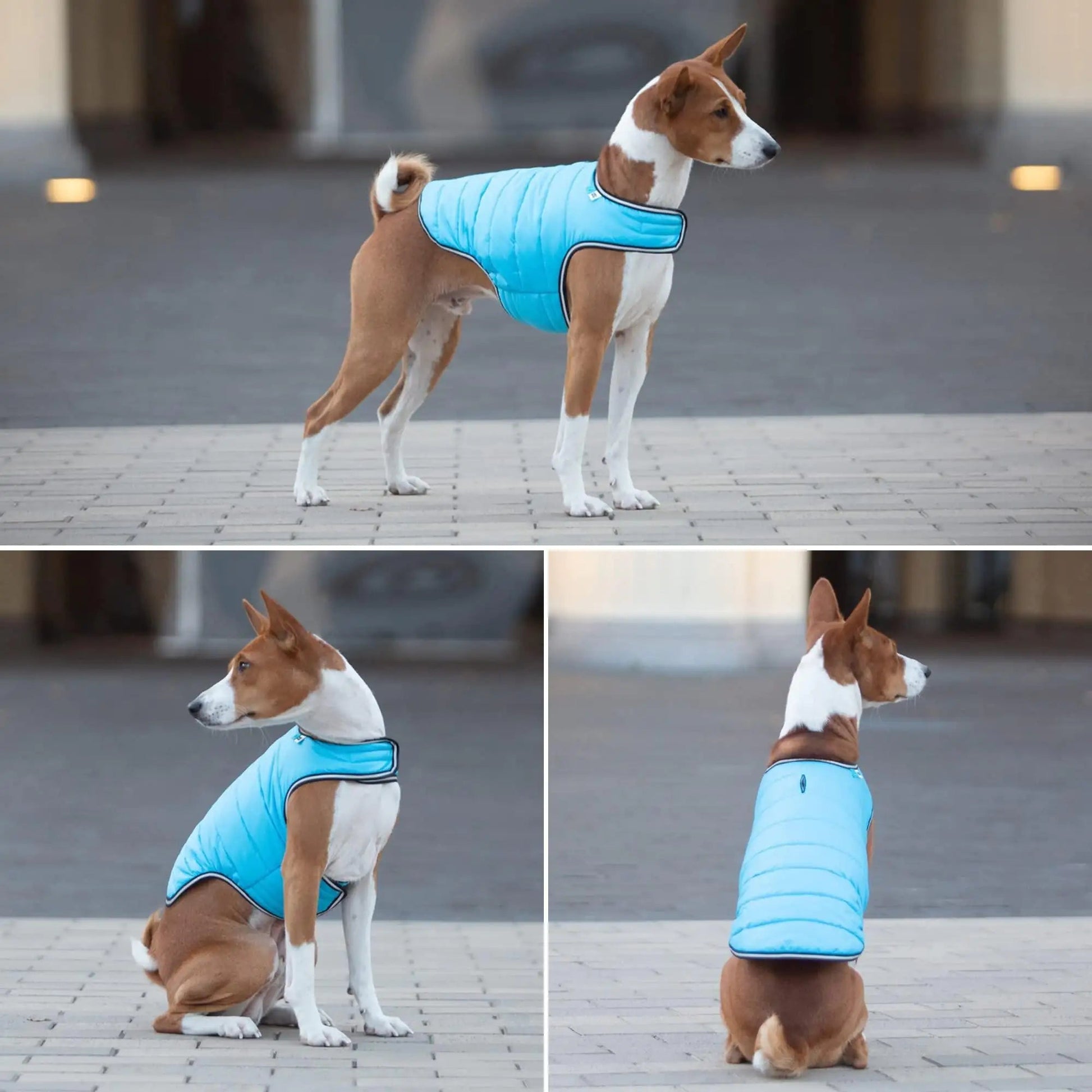 Blue Dog Winter Coat for Large Dogs Waterproof Dog Warm Jacket XXSmall Size - Johnbob's